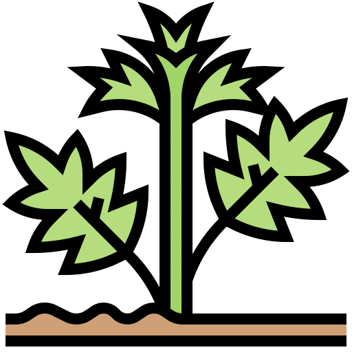 Hemp Harvested for Optimal Potency